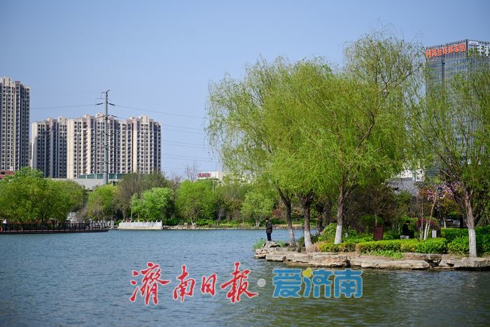 一年四季 泉在济南｜春日暖阳映湖畔 云锦湖尽展盎然生机