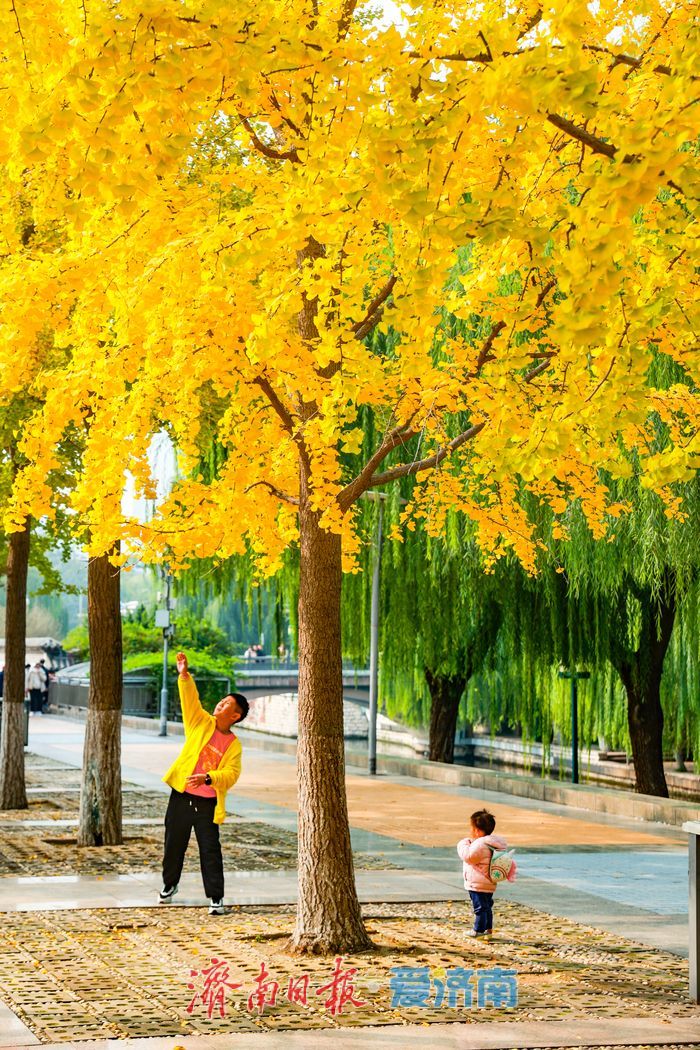 一年四季 泉在济南丨金叶翩跹映泉城，广场银杏醉游人