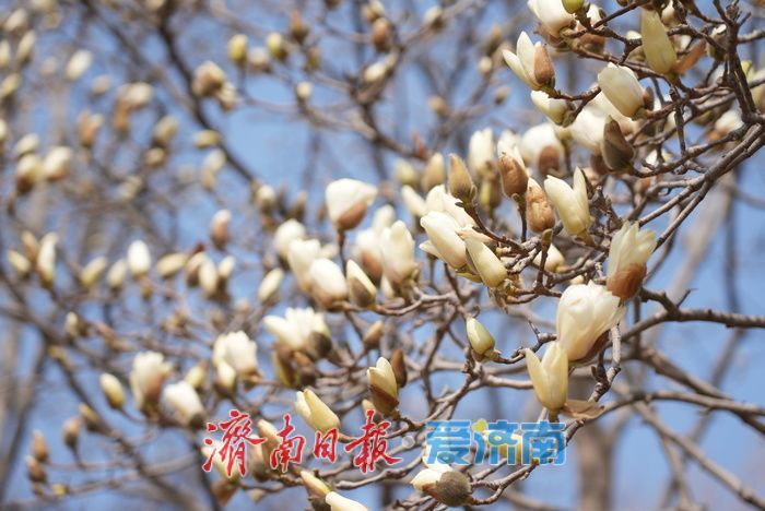 济南大明湖畔玉兰花红梅竞放 春日盛景引游客打卡