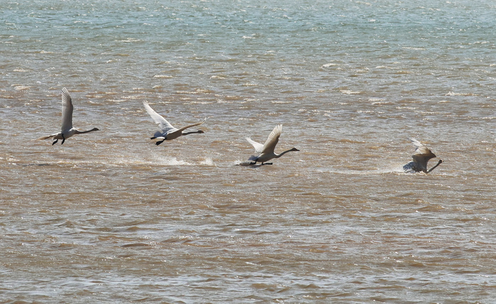 天鹅起舞闹新春 市民观鸟度假日