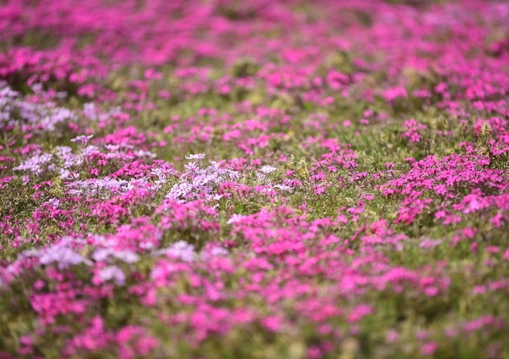 “泉”在济南过五一 