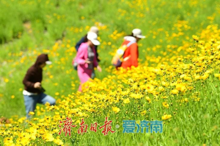 济南初夏“黄金毯”上线！蚰蜒山下万平金鸡菊花海盛放