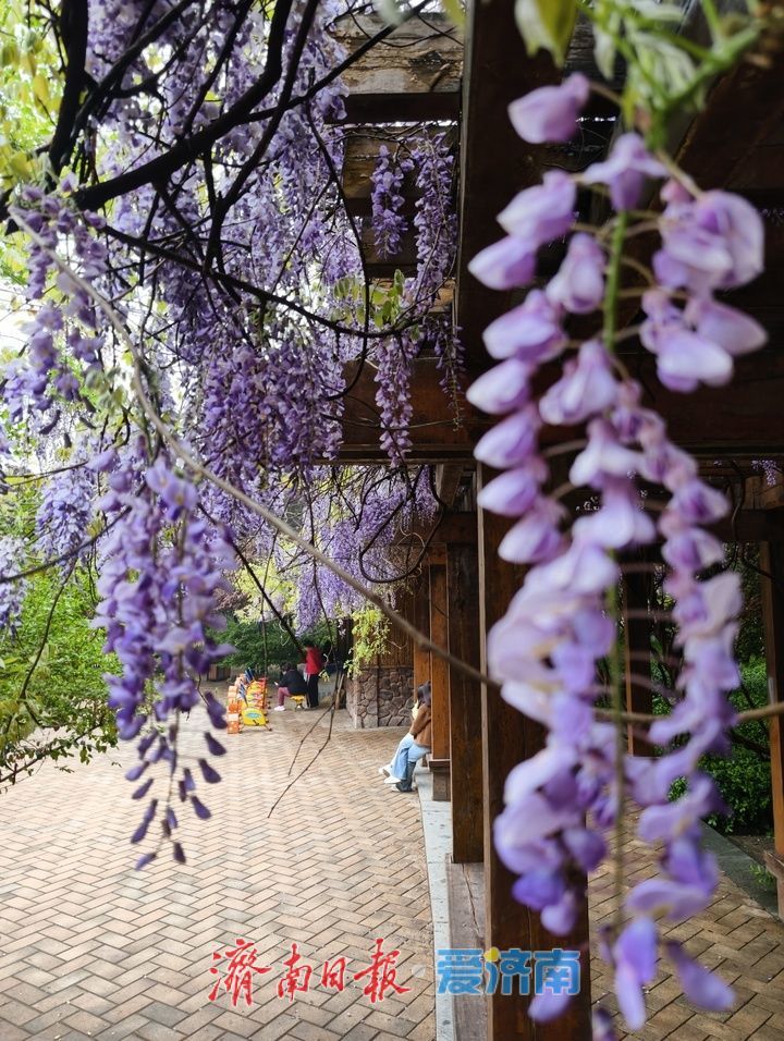 花香四溢如梦似幻！济南森林公园紫藤花开醉游人