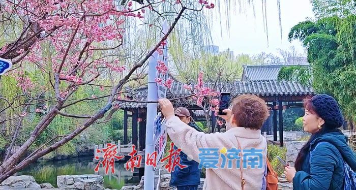 一年四季 泉在济南丨“烫头鸭”在线营业 梅花竞相绽放 五龙潭春色藏不住啦！