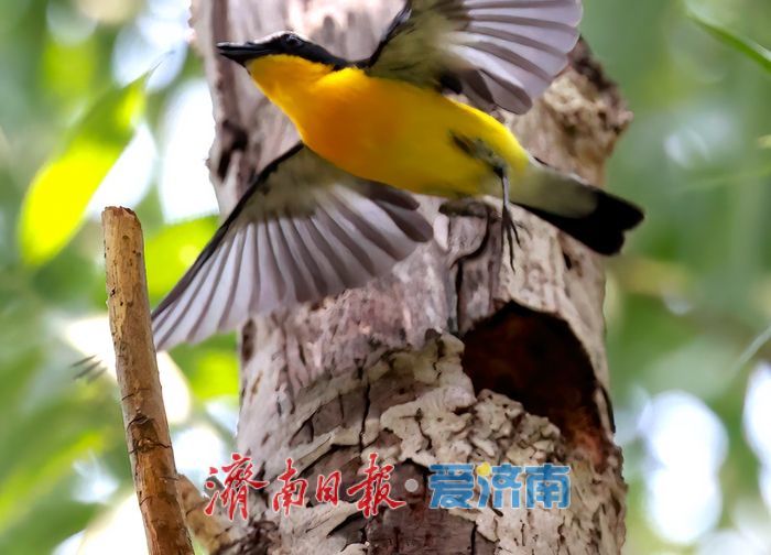 “鸭蛋黄”现身济南华山湖！