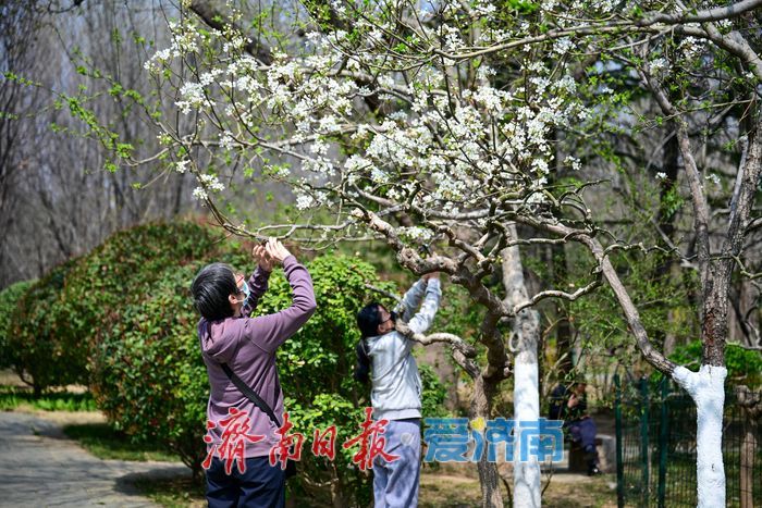 一年四季 泉在济南丨泉城春色浓 森林公园变身“春日调色盘”