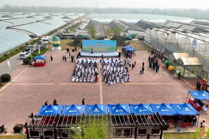 甜蜜风暴席卷高官寨！谁是最强“甜瓜王”？——2026年高官寨甜瓜季种植能手评选鸣锣开赛