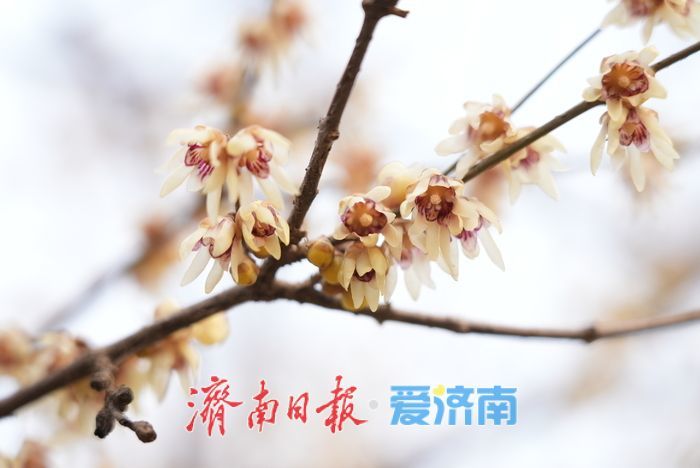 泉城年味气氛组已就位，是“蛇”候过年啦！