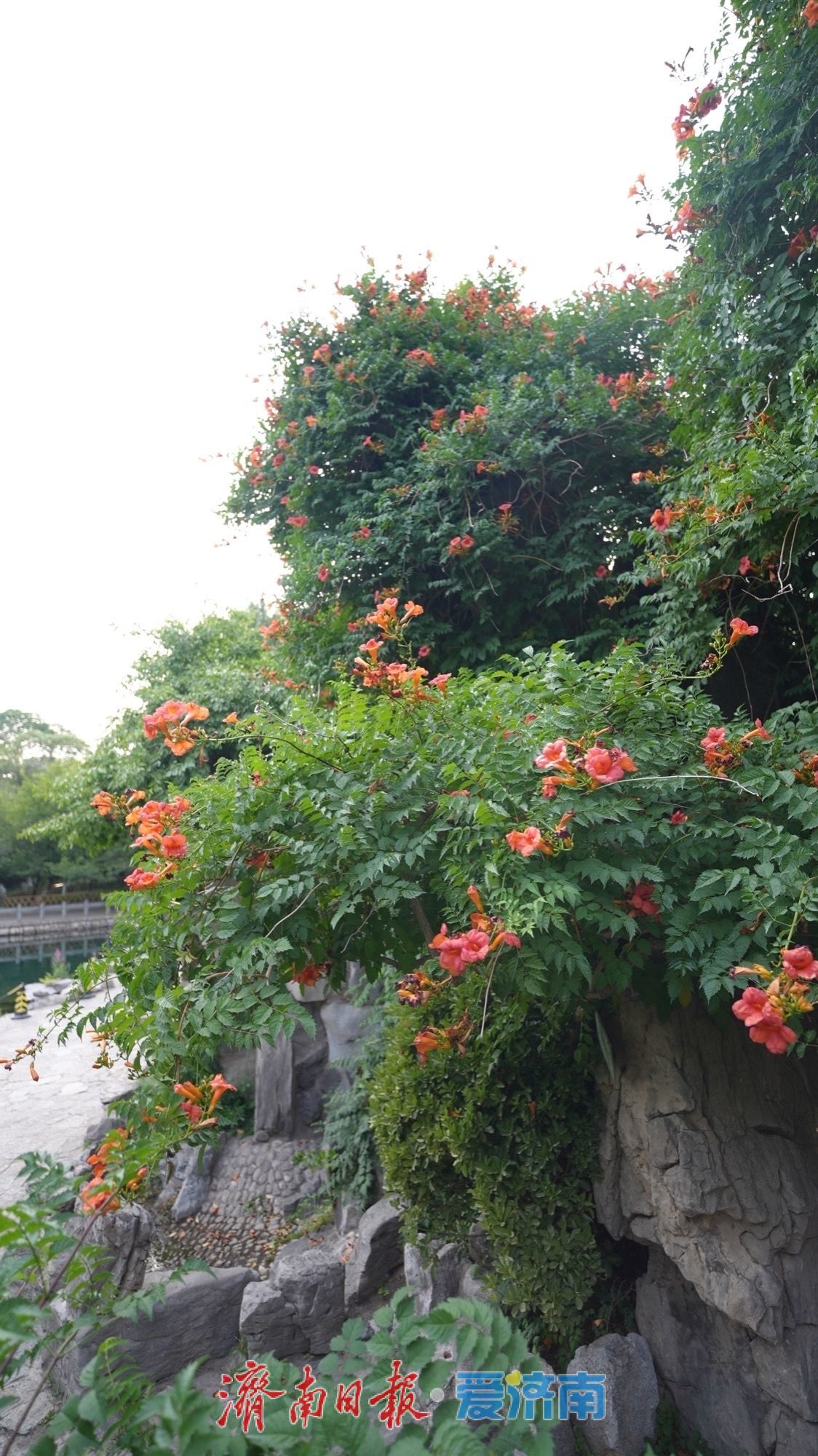 一年四季 泉在济南 