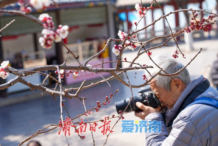 一年四季 泉在济南丨大明湖杏花绽放醉游人