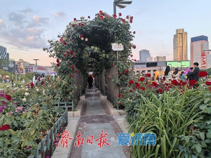 泉城广场月季长廊花开正艳 市民游客抓住长假“尾巴”浪漫打卡