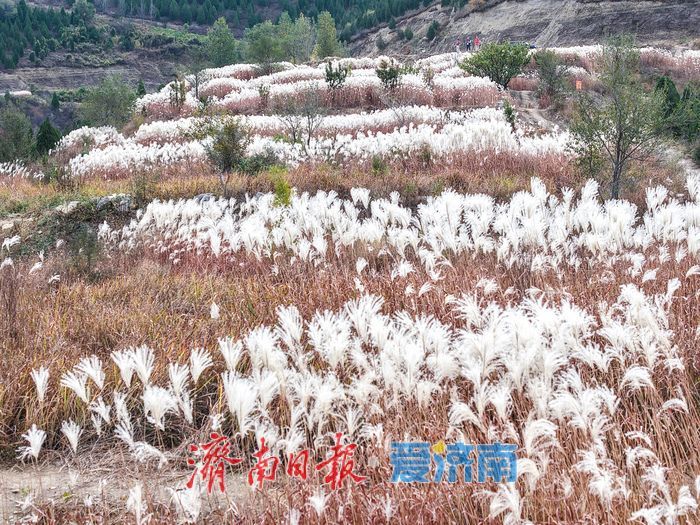 红叶热烈，荻花轻盈，济南丁子寨秋日山野美出圈