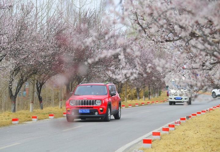 一路繁花醉人心，济南黄河畔“樱花大道”等你来打卡