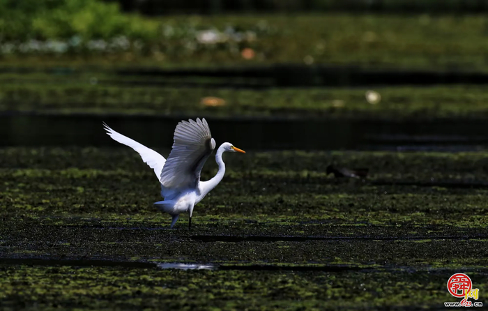 山东唯一入选国家重要湿地名单——章丘区白云湖湿地