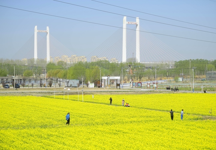 仲春时节满眼金，油菜花开遍地黄 