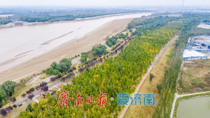 黄河岸秋意渐浓！济南沿黄九美银杏林悄然转黄 半月后迎盛景