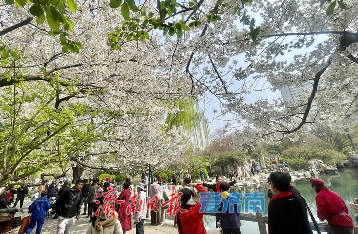 一年四季 泉在济南丨泉畔春樱盛 五龙潭变“打卡”胜地