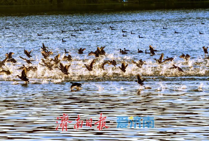 大批白骨顶鸡“组团”抵达嬴汶河 准备越冬