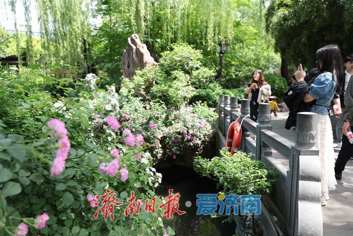 一年四季 泉在济南丨泉畔蔷薇花海盛放醉游人