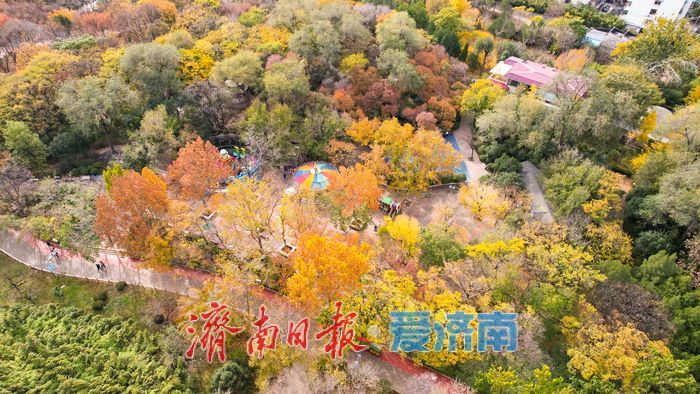 济南泉城公园冬景如画 层林尽染引客打卡