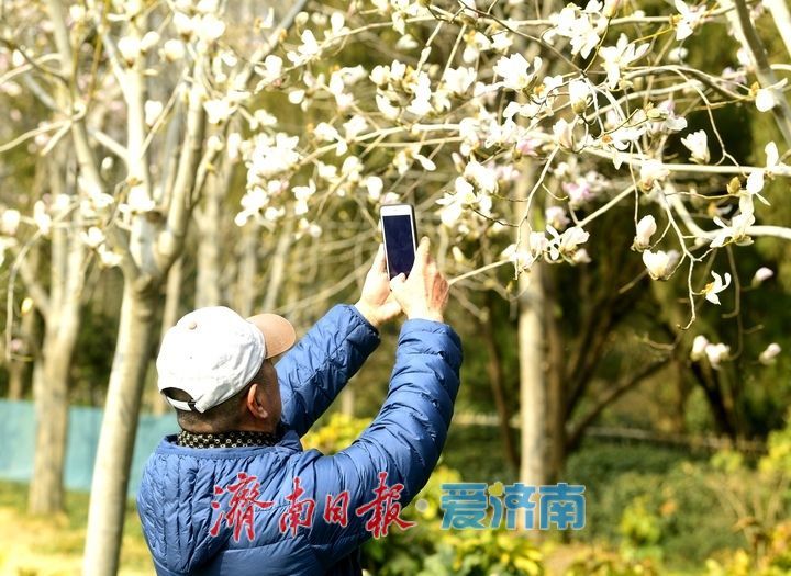 皎皎玉兰花，望春展笑颜