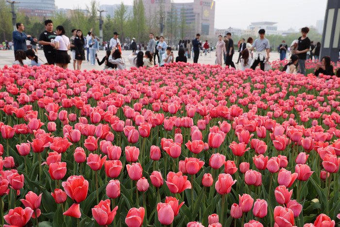 “郁”见美好！济南这里郁金香缤纷盛开，温馨浪漫