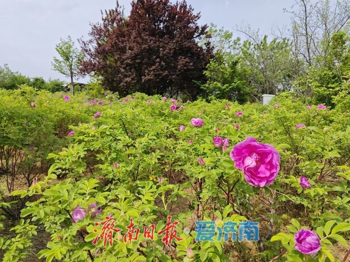 春日游园正当时 花香药韵醉游人