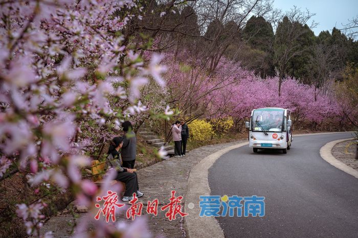 漫山粉霞醉游人！济南红叶谷梅花进入盛花期