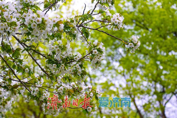 晚樱盛放续春意 五龙潭再迎赏樱高潮