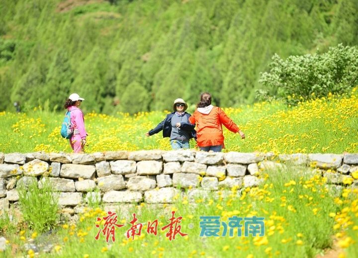济南初夏“黄金毯”上线！蚰蜒山下万平金鸡菊花海盛放