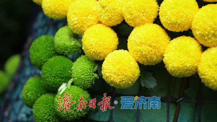 金秋宜赏菊！济南第46届趵突泉金秋菊展将于10月25日启幕