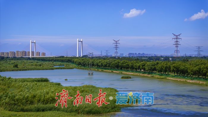 一年四季 泉在济南丨鹭鸟翩跹，玉清湖沉沙池成鹭鸟乐园