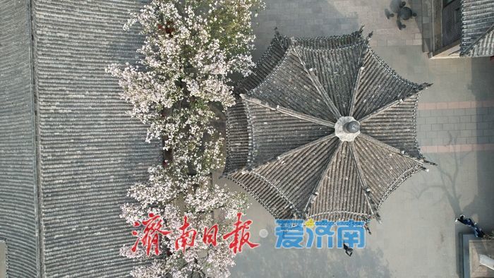 打卡泉城C位春色 历下亭海棠花迎来最佳观赏期