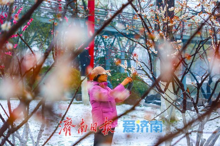 春雪覆枝萼 寒梅绽泉城