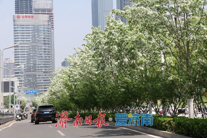 济南CBD流苏盛放白如雪