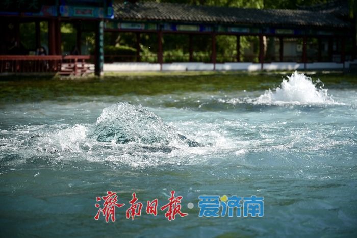 一年四季 泉在济南丨五泉齐涌如梅绽，清照故里韵悠长