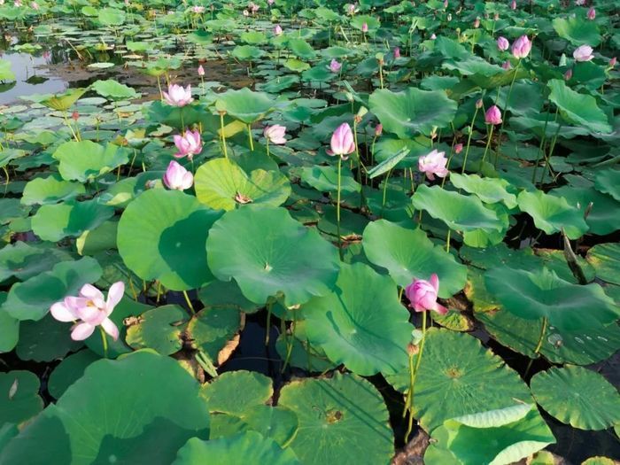 赏荷纳凉正当时！跟着赏荷地图走起