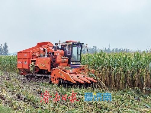 济南打了一场漂亮的秋收“保卫战”