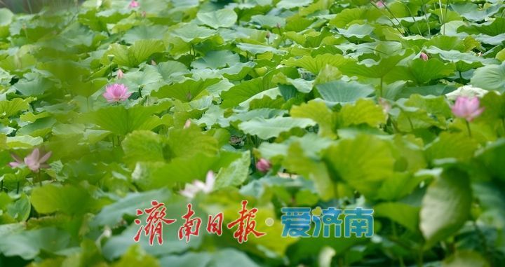 一年四季 泉在济南丨百花洲荷花迎盛花期 夏日尽显泉韵诗意