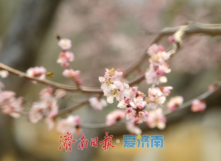 又是一年春时到，桃花依旧笑春风