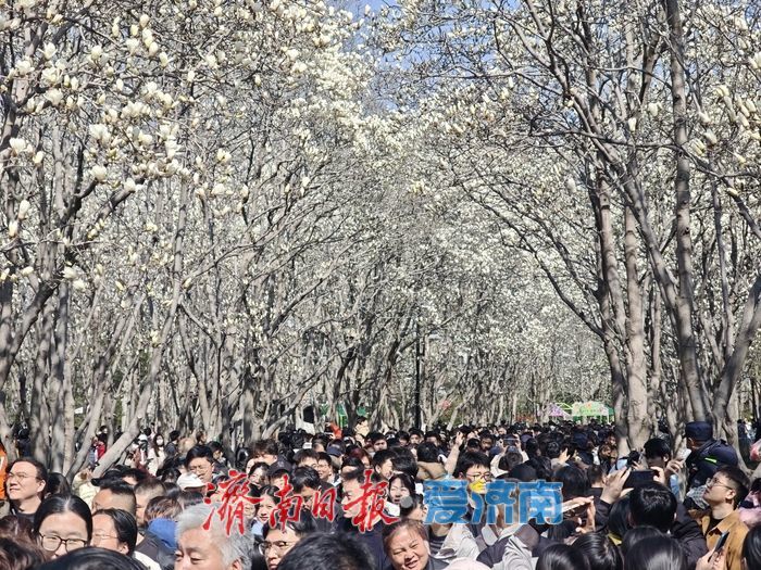 济南百花公园玉兰盛放 花朝市集点亮春日盛宴