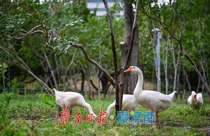 一年四季 泉在济南丨游泉城公园，静享城市“慢生活”