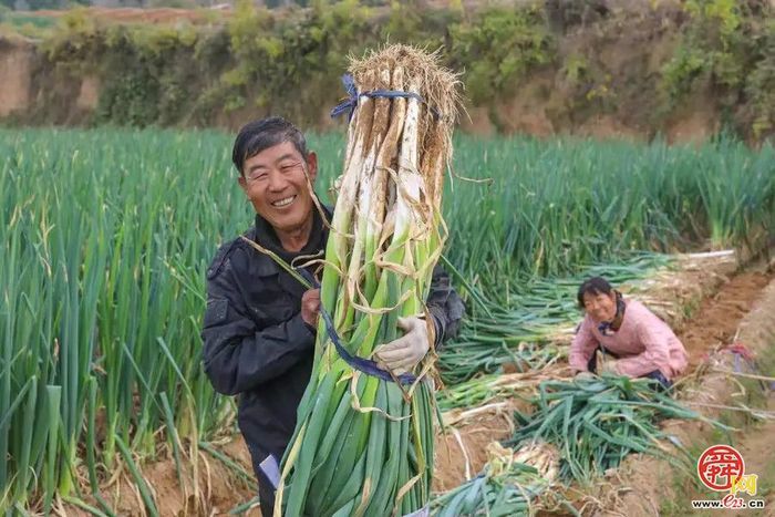 这，就是章丘那棵葱！