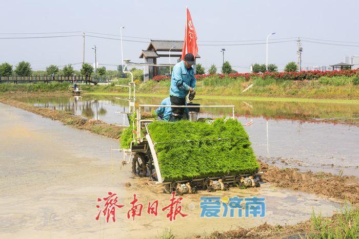 小满时节插秧忙