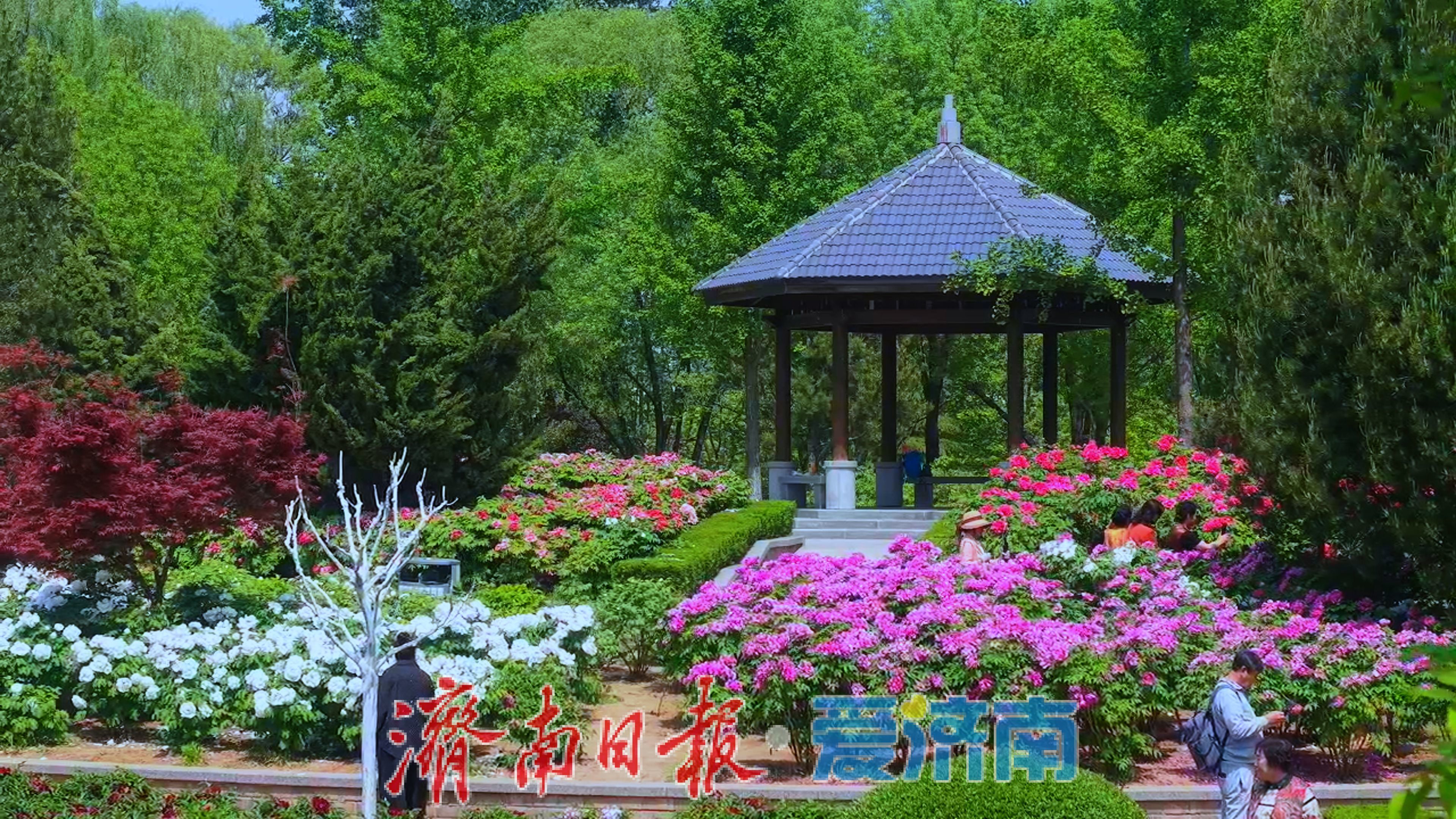 济南植物园春日限定“顶流”出道！快来一键收藏打卡攻略