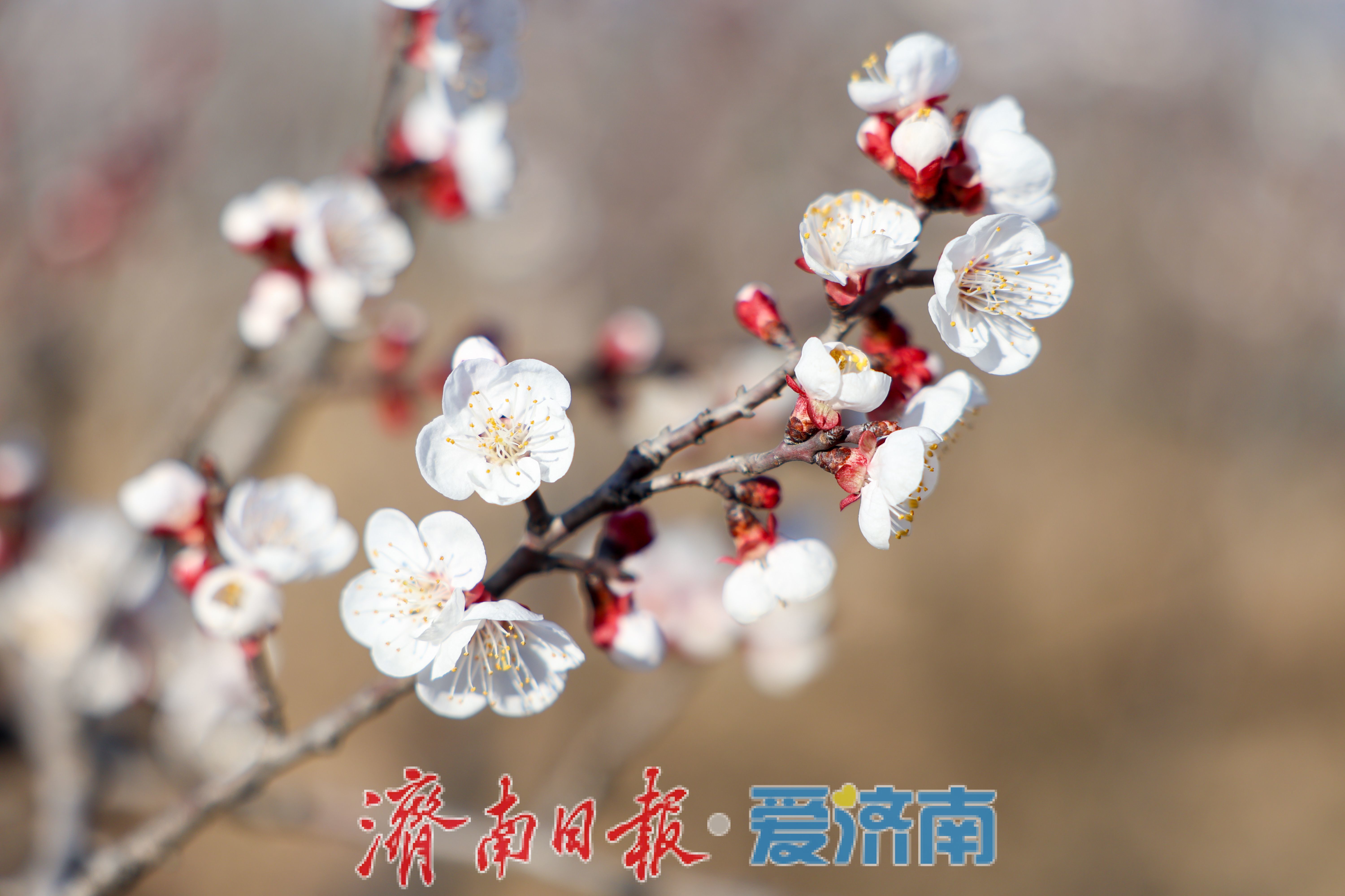 春日限定！济南围子山杏花悄然绽放