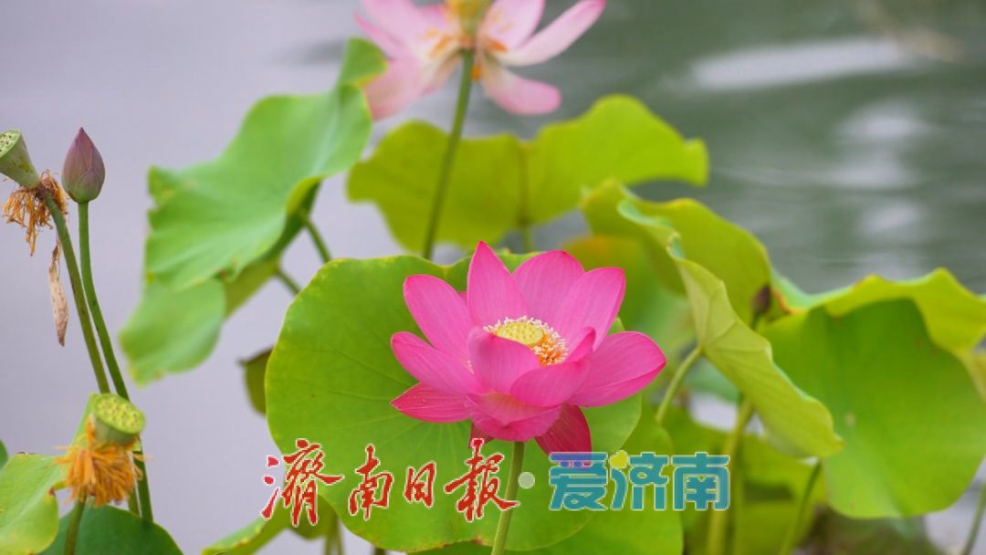 7月3日起，济南白泉生态保护项目对市民免费开放