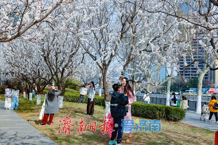 晴暖三月，杏韵满街