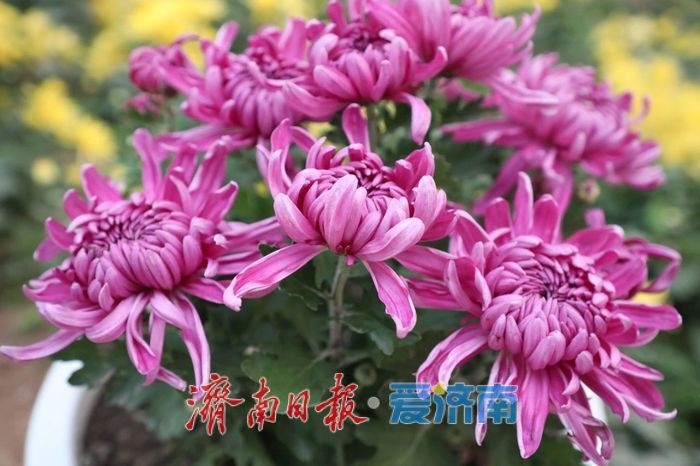 春日暖阳，带你奔赴浪漫花约，济南市特色林果赏花攻略来啦→