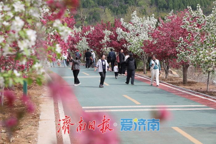 千亩海棠盛放寄母山 赏花经济激活乡村增收